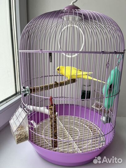 Волнистый попугай самка с клеткой