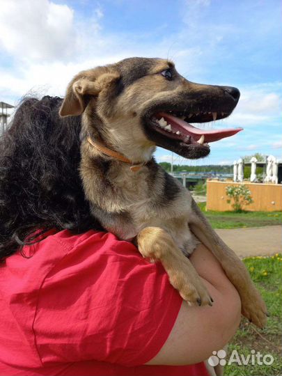 Собака в добрые руки