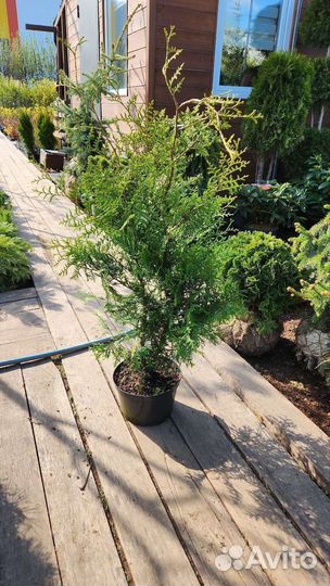 Туя брабант