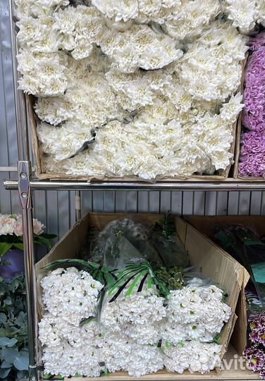 Сантини хризантемы Цветы ароматные