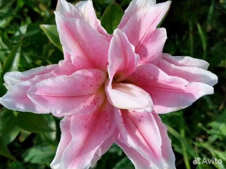 Лилия махровая