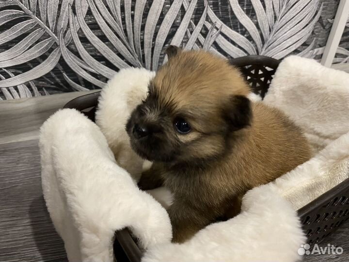 Щенки шпица