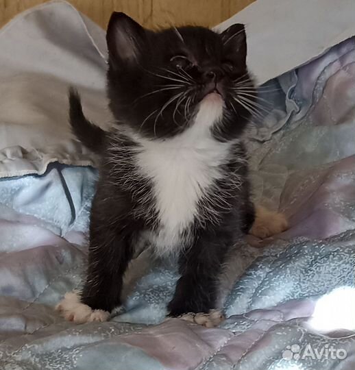 Хорошие котята