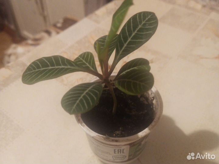 Молочай маленький