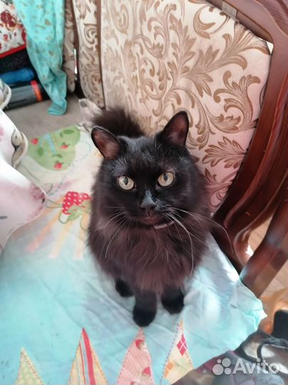 Отдам кошку