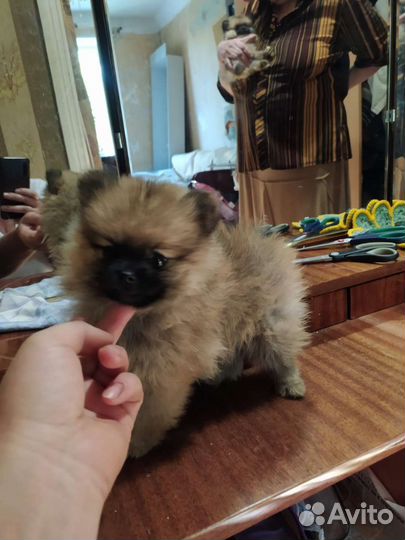 Шпицы разных окрасов. Доставка из Челябинска