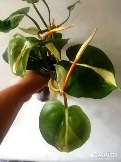 Филодендрон медиоптика триколор