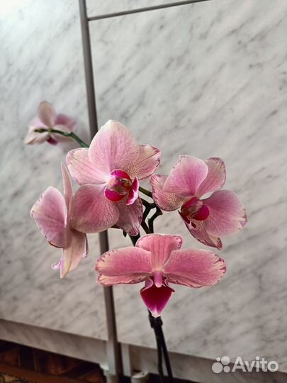 Орхидея фаленопсис Пират Пикоти