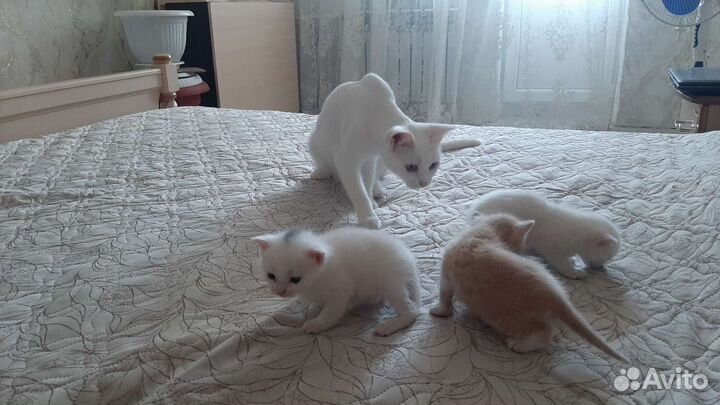 Котята в добрые руки