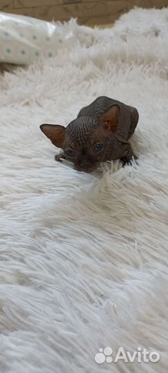 Канадский сфинкс