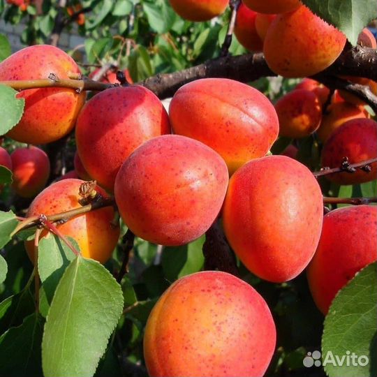 Абрикос Краснощекий