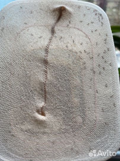 Мушка дрозофила