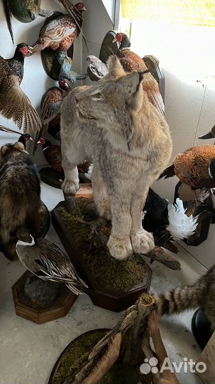 Животное рысь (имитация)