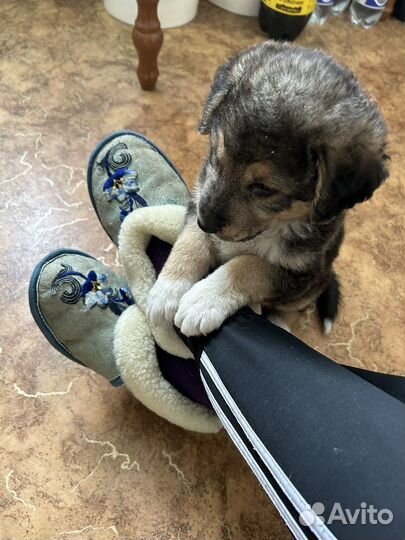 Собака в добрые руки