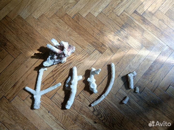 Кусочки кораллов