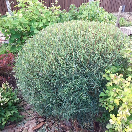 Ива пурпурная Нана