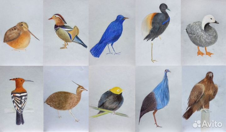 Графика Птицы