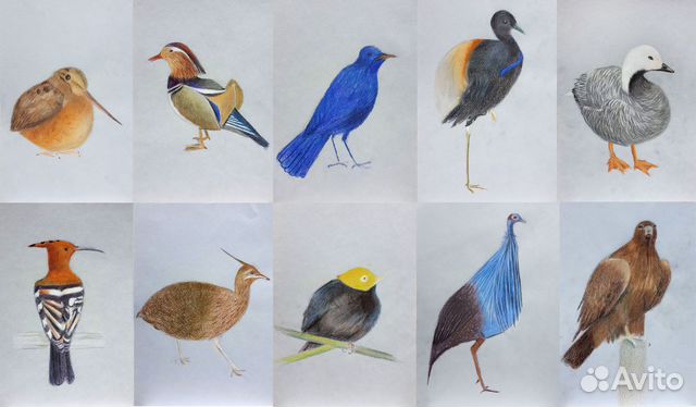 Графика Птицы