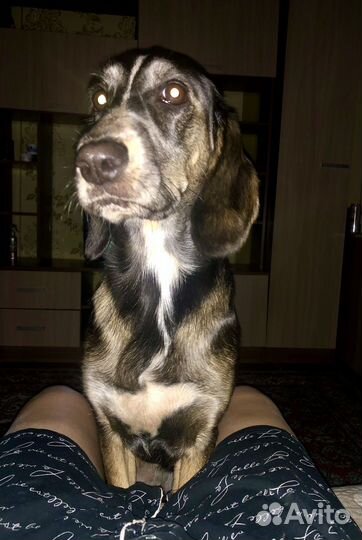Собака в добрые руки отдам бесплатно