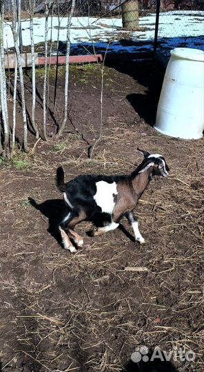 Нубийский козел