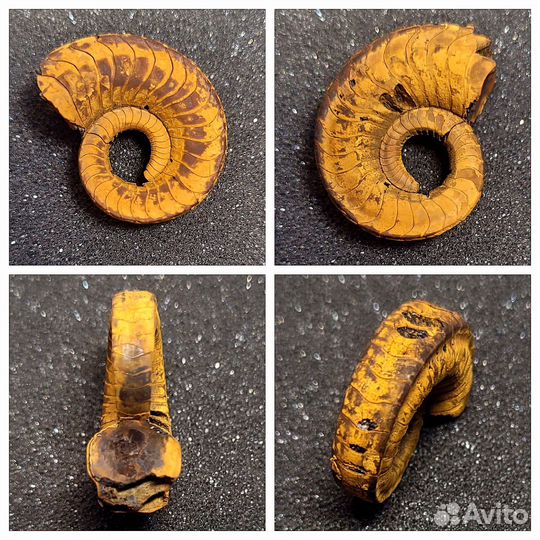 Наутилус Catastroboceras