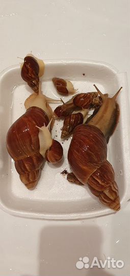 Улитки ахатины