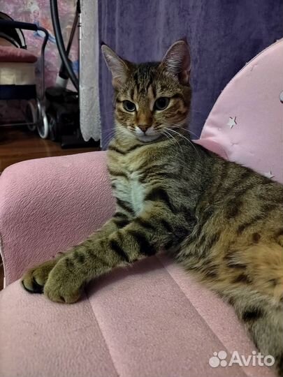 Кошка бесплатно