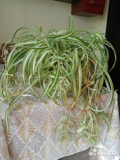 Хлорофитум кудрявый