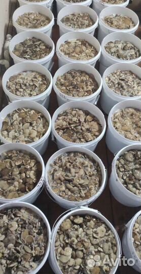 Грибы грузди соленые