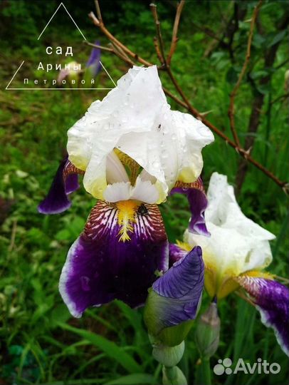 Ирис бородатый Вабаш