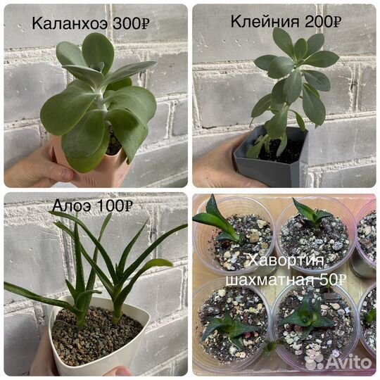 Суккуленты (хавортия, гуэрния, кактусы и др)