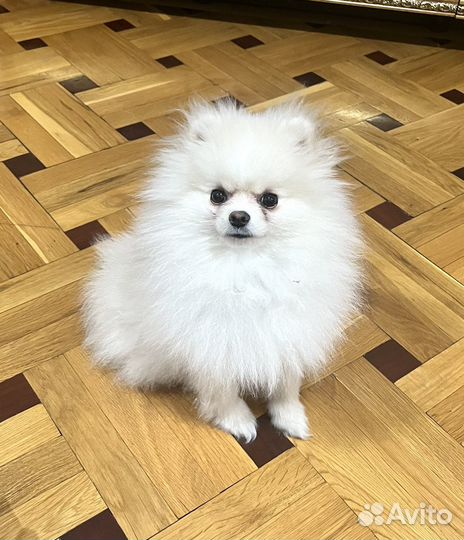 Померанский шпиц мини мальчик