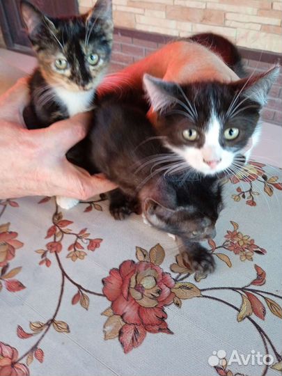 Кошка бесплатно в добрые руки