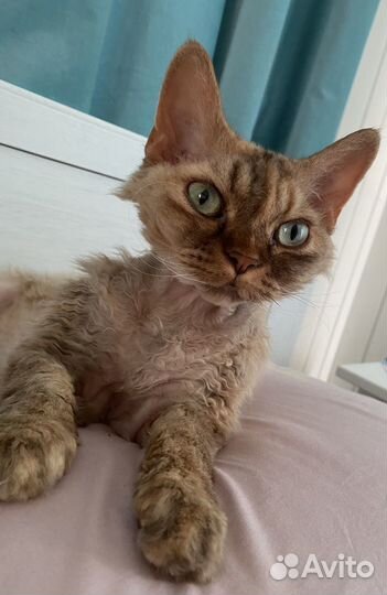 Девон-рекс в добрые руки
