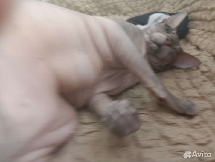 Мродоётся кашак лысый