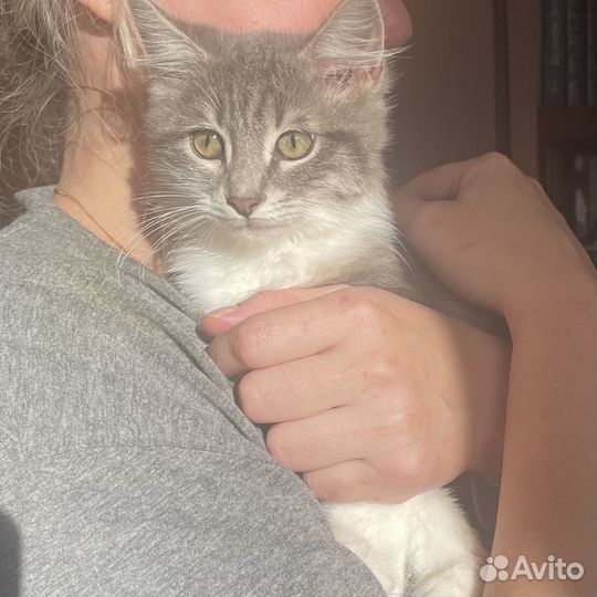 Грустнята в добрые руки