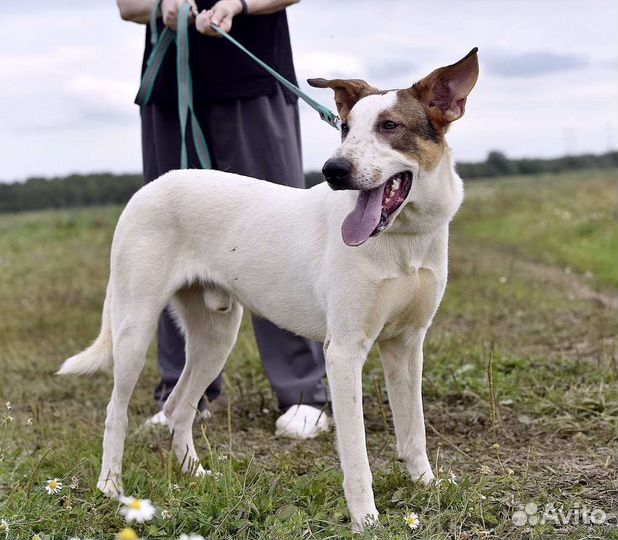 Бублик в дар