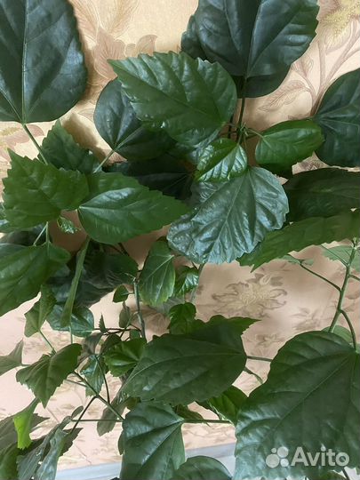 Гибискус махровый красный