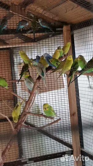 Волнистые попугаи молодняк