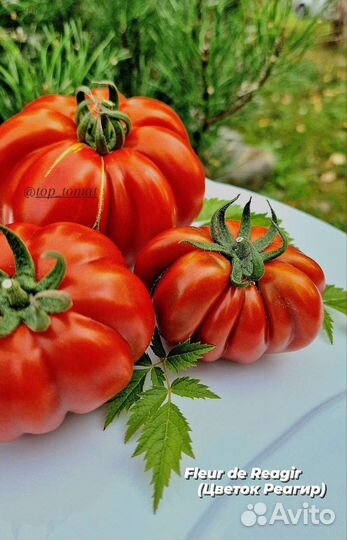 Семена коллекционных томатов