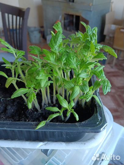 Рассада помидоров томатов