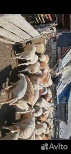 Овцы бараны ягнята