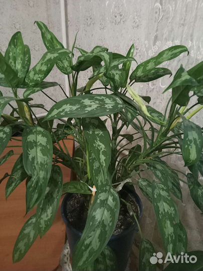 Аглаонема Мария, комнатные растения