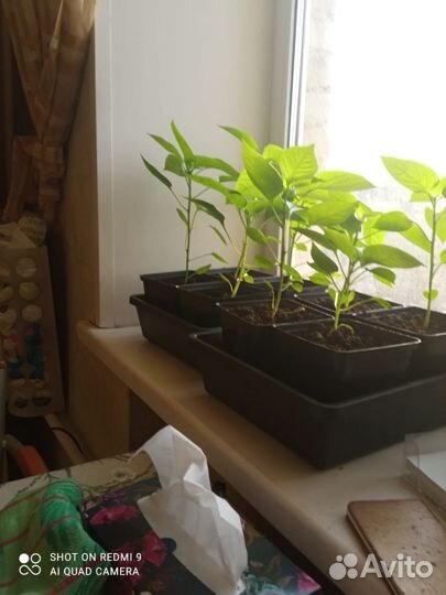 Рассада перцев