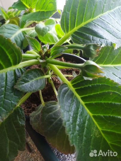 Сортовые глоксинии на бутонах