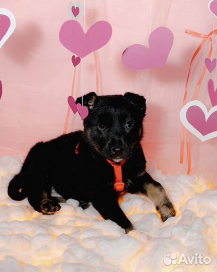 Маленькие щенки в добрые руки