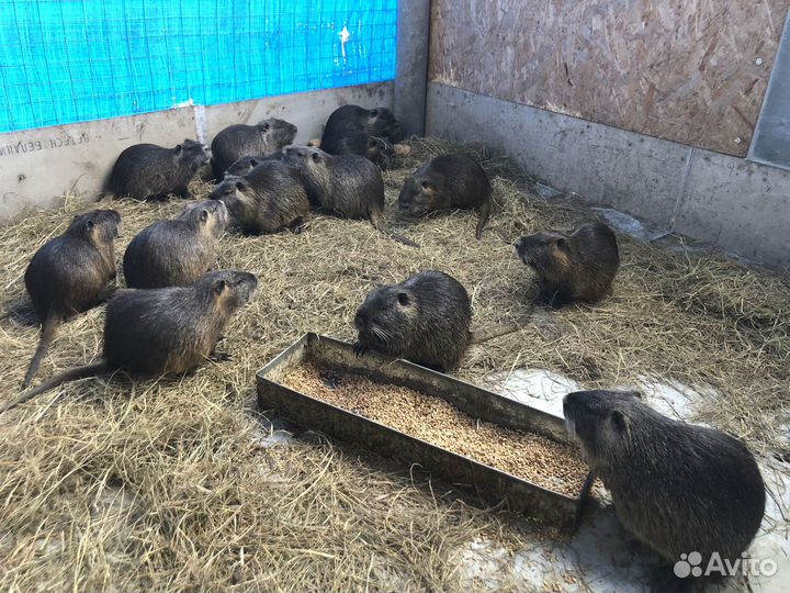 Нутрии на племя