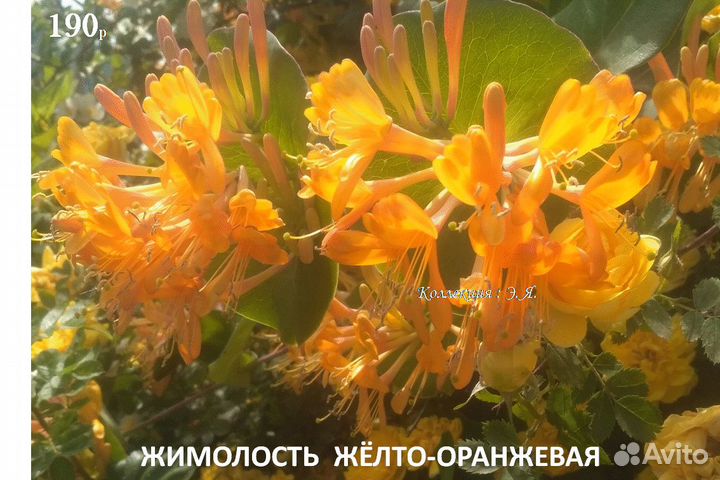 Виноград,Жимолость, Кустарники. Доставка Почтой