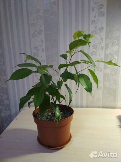 Фикус бенджамина