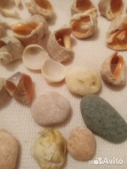 Ракушки морские